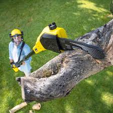 Best Tree Maintenance Programs  in Mexico Beach, FL