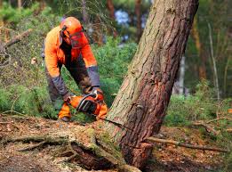 Best Fruit Tree Pruning  in Mexico Beach, FL