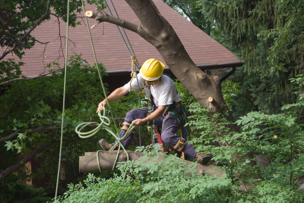 Best Arborist Consultation Services  in Mexico Beach, FL