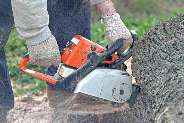 Best Tree Mulching  in Mexico Beach, FL