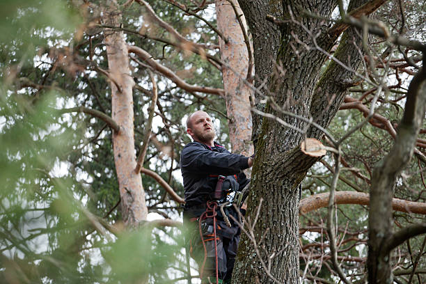 Professional Tree Care in Mexico Beach, FL