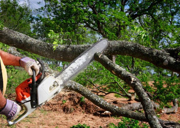 Best Lawn Irrigation Installation and Maintenance  in Mexico Beach, FL